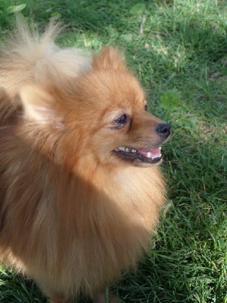 Holly (Sans Affixe)