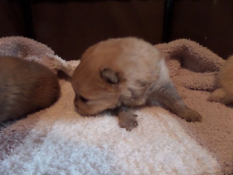 Laurie Leclerc - Spitz allemand - Portée née le 18/04/2014